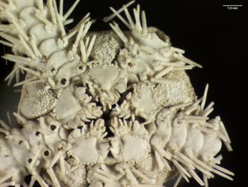 Media type: image; Invertebrate Zoology OPH-400